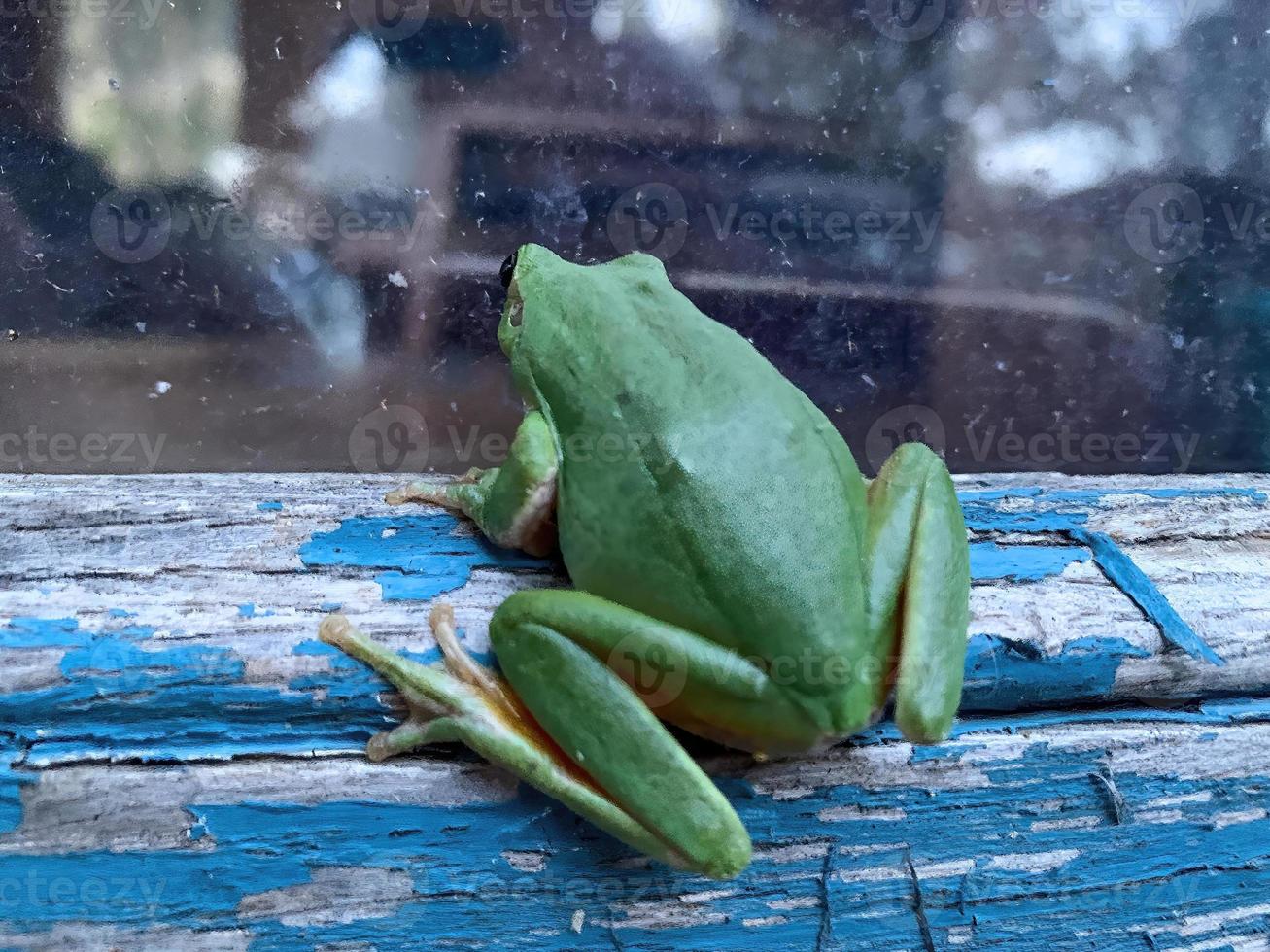 Green frog looking through a window 4 photo