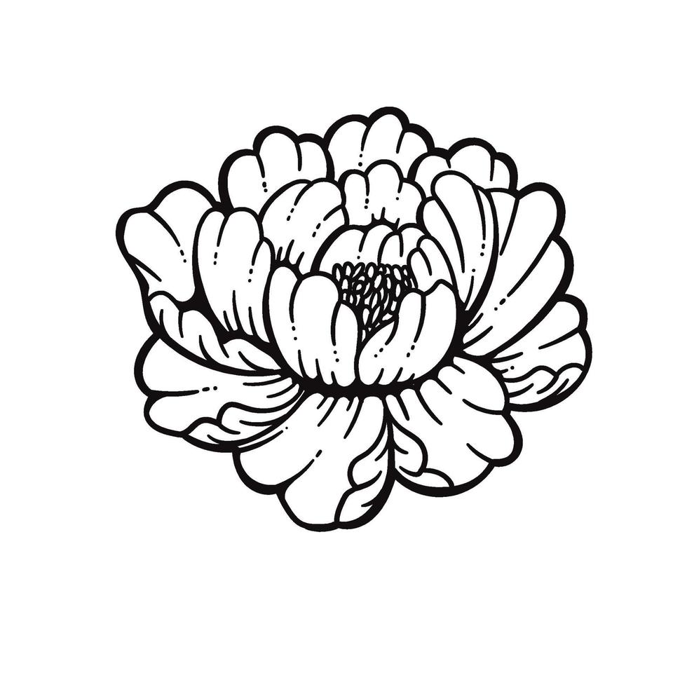 Dahlia flower hand drawn botanical illustration vector