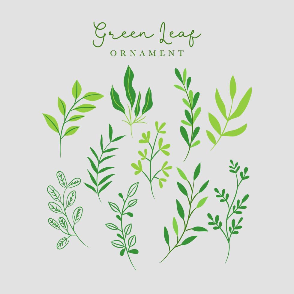 Green leaf decoration ornament vector