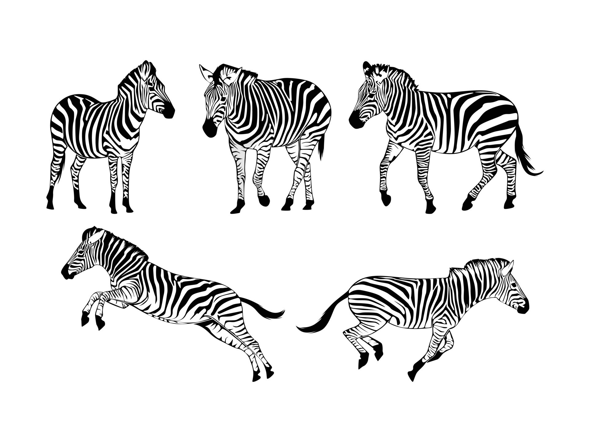 Set of Zebras Silhouette Isolated on a white background Vector
