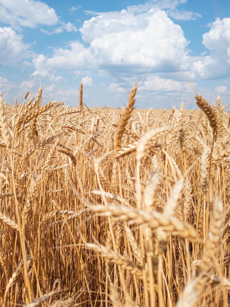 Golden ears of ripe wheat against a cloudy sky vertical background. photo