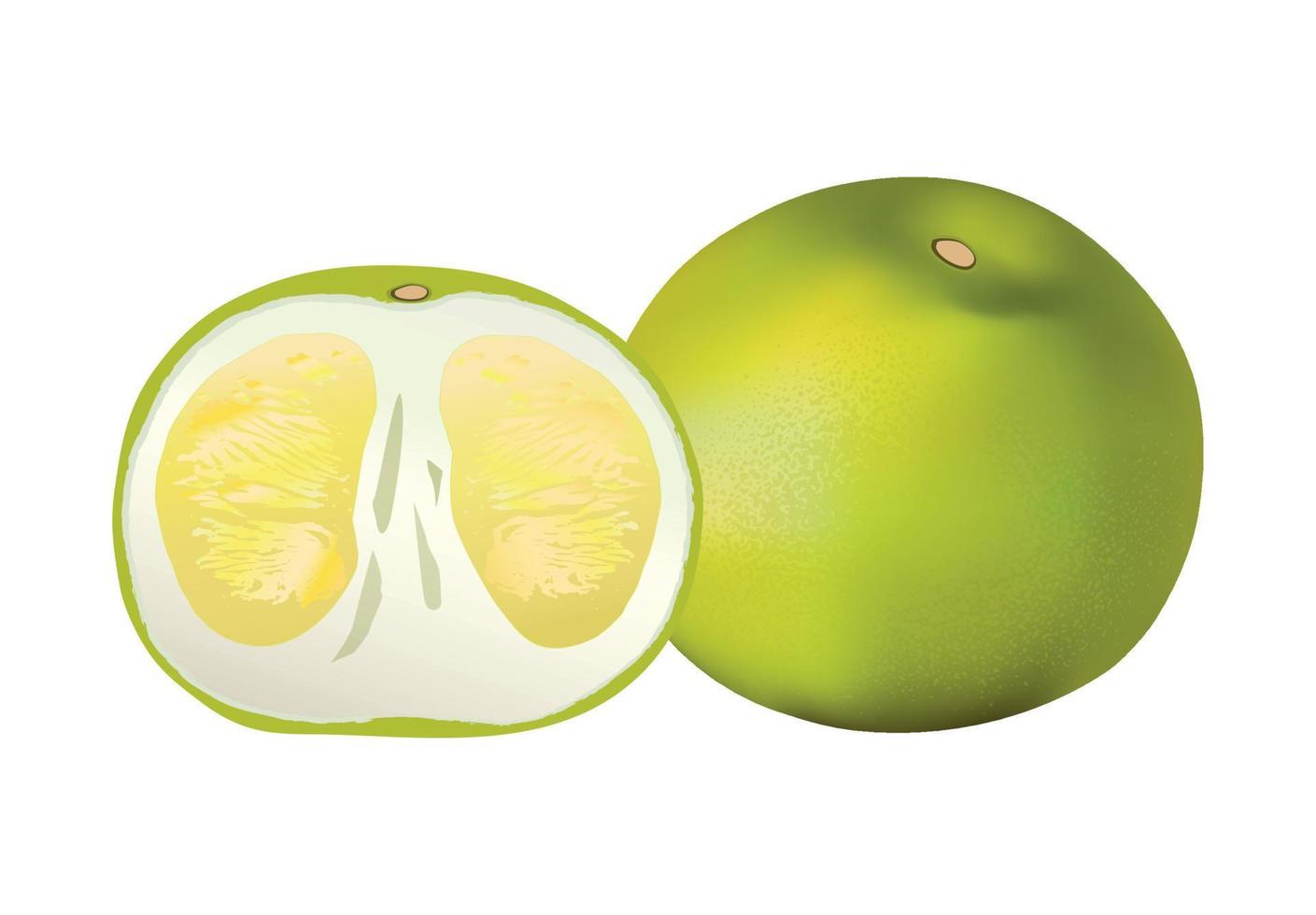 ilustración vectorial de pomelo realista vector