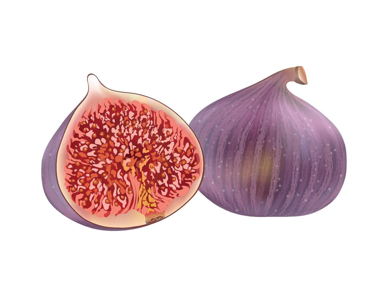 Vector illustration of Realistic fig