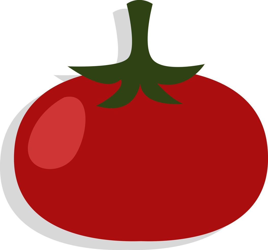 tomate fresco rojo, ilustración, vector, sobre un fondo blanco. vector