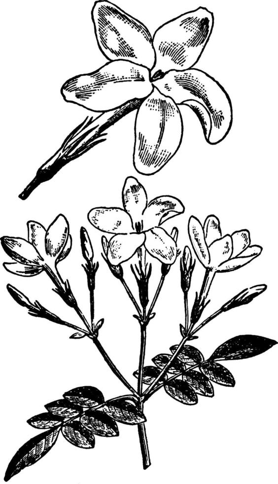 Jasminum grandiflorum vintage illustration. vector