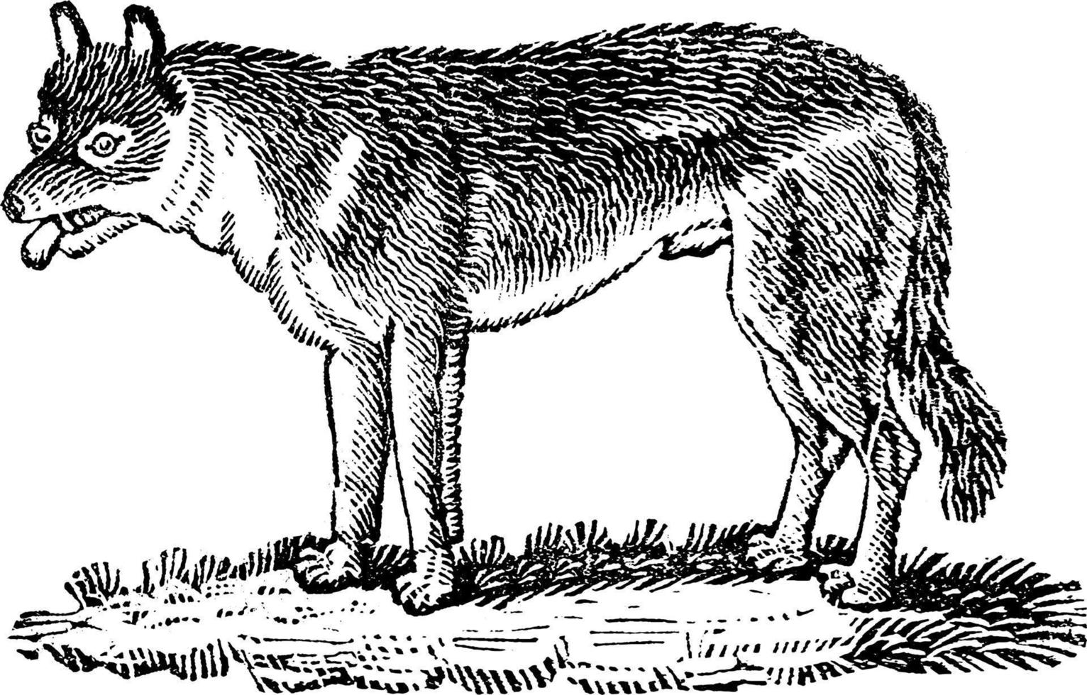 lobo, ilustración antigua. vector