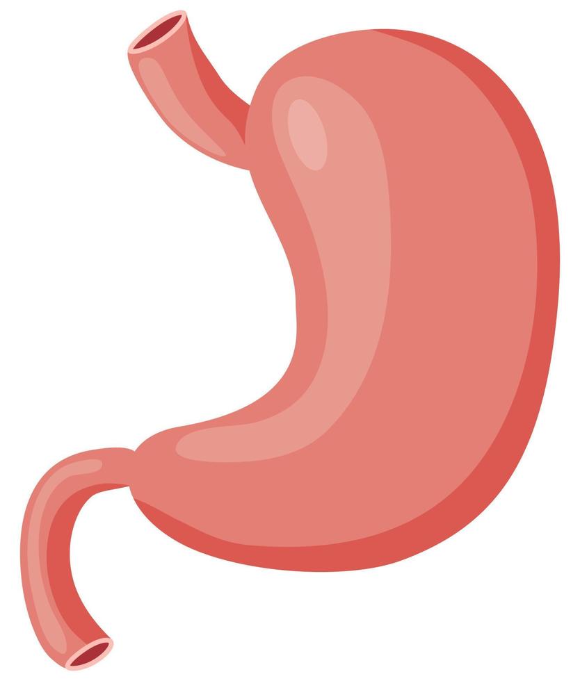 The human stomach.Illustration intended for the study of the digestive system.flat vector illustration.