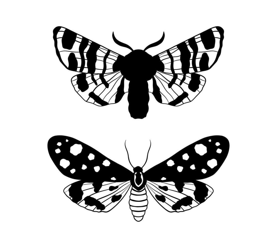 mariposa negra gráfica aislada sobre fondo blanco. polilla de ilustración vectorial monocromo vector
