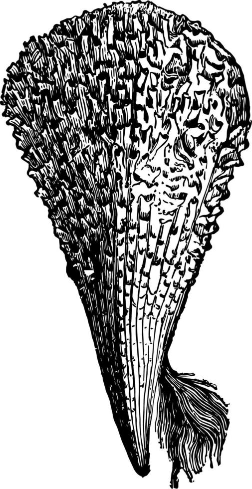 Pinna Nobilis with its byssus vintage illustration. vector