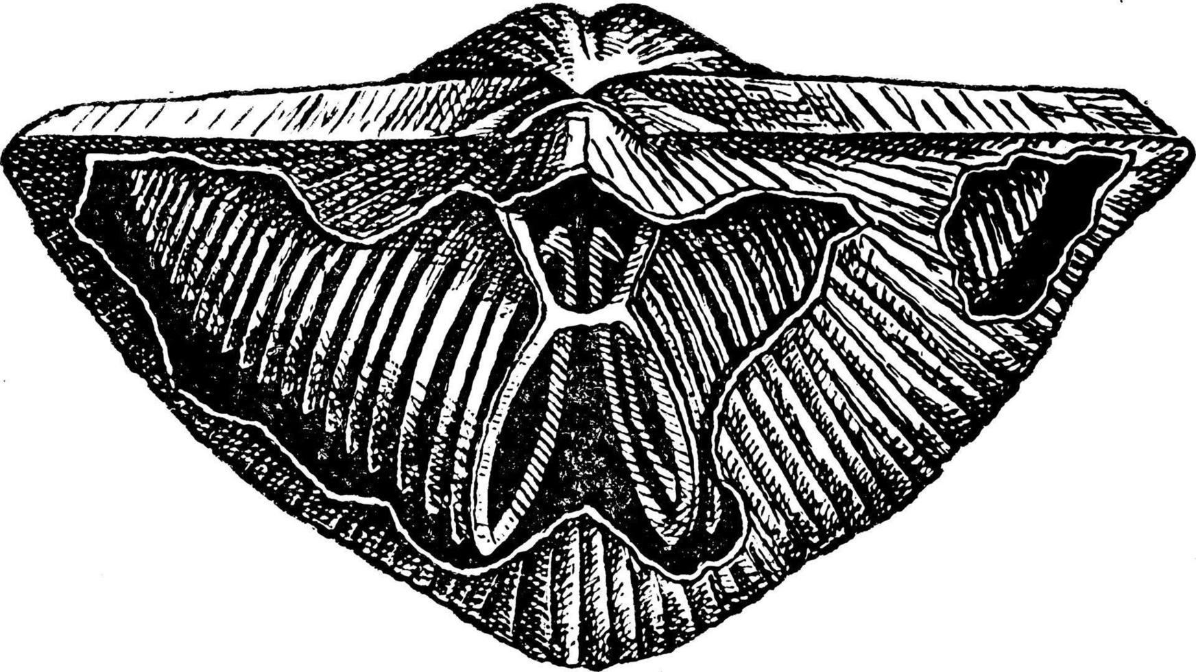 Brachiopod, vintage illustration. vector