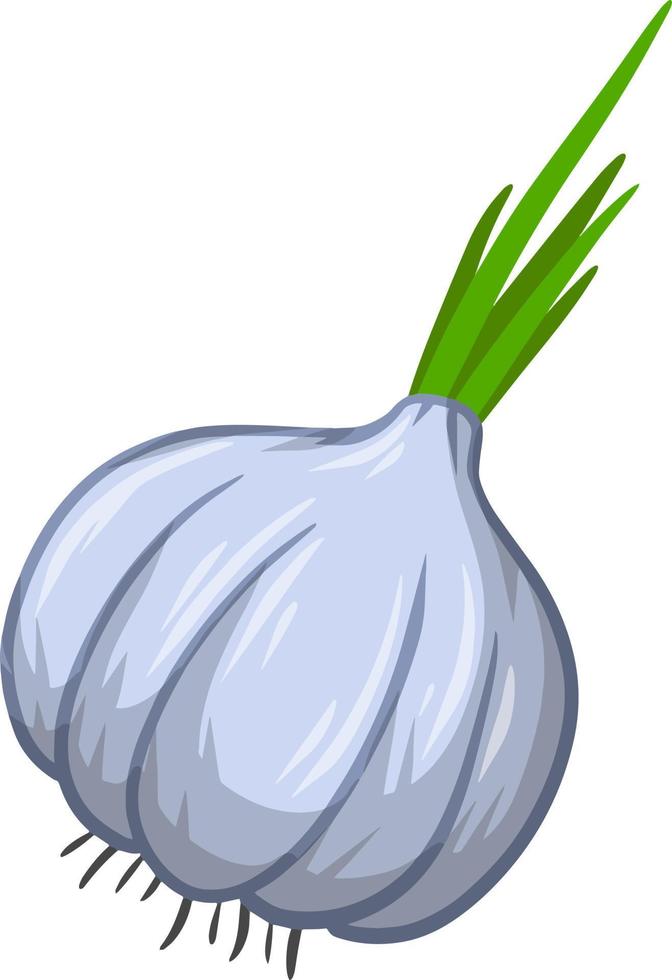 Garlic. Spicy vegetable. Natural product. vector