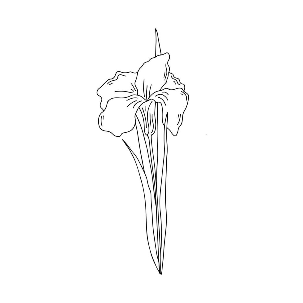 Hand drawn vector illustration of blooming meadow wildflower. Iris pseudacorus in doodle style. Logo design element for greeting cards, invitations.