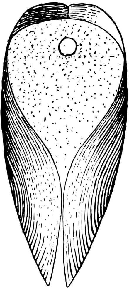 vista ventral de gastrochaena, ilustración vintage. vector