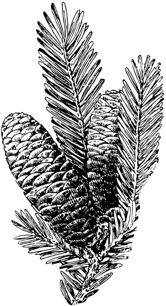 Balsam Fir Tree Cone vintage illustration. vector