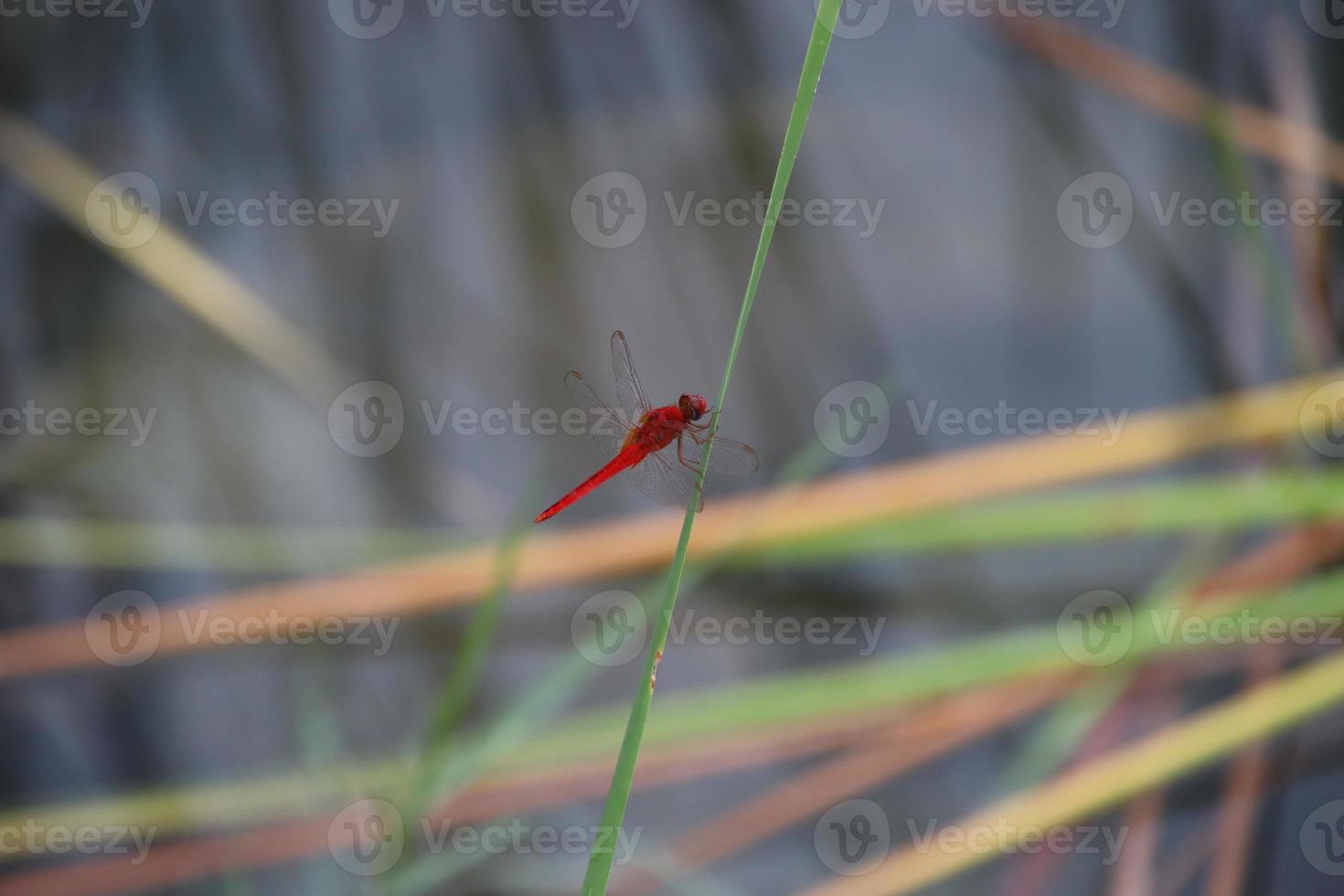 Scarlet Skimmer in a garden photo