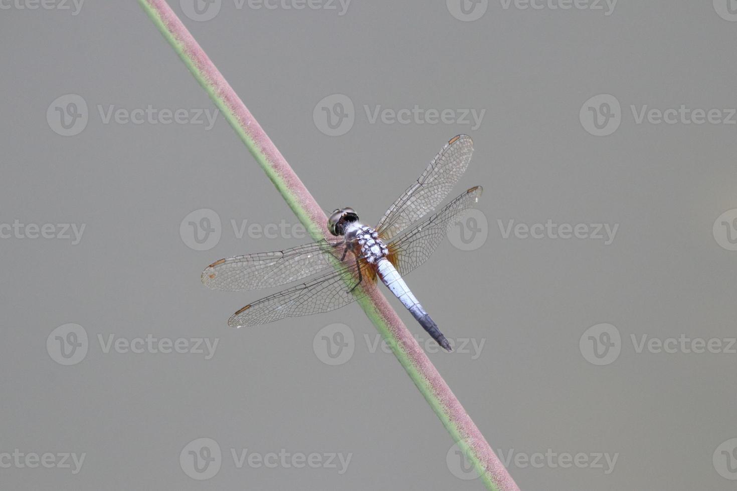 Pond Adjutant Dragonfly on a leaf photo