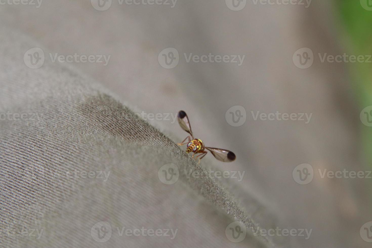 Oriental Fruit Fly in a field photo