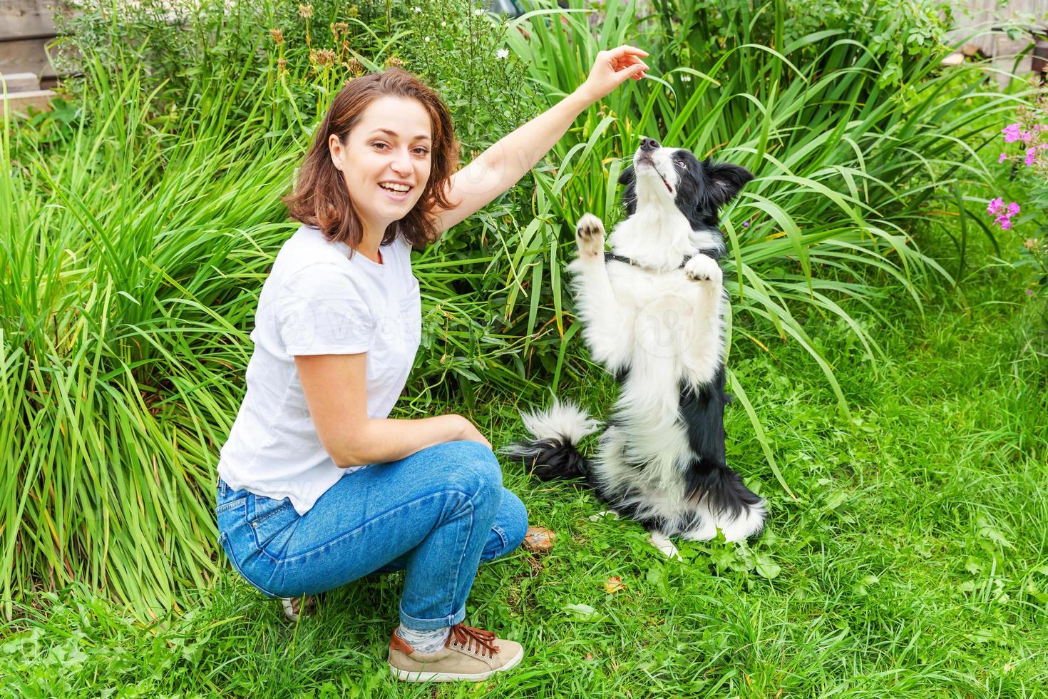 Smiling young attractive woman playing with cute puppy dog border collie in summer garden or city park outdoor background. Girl training trick with dog friend. Pet care and animals concept. photo