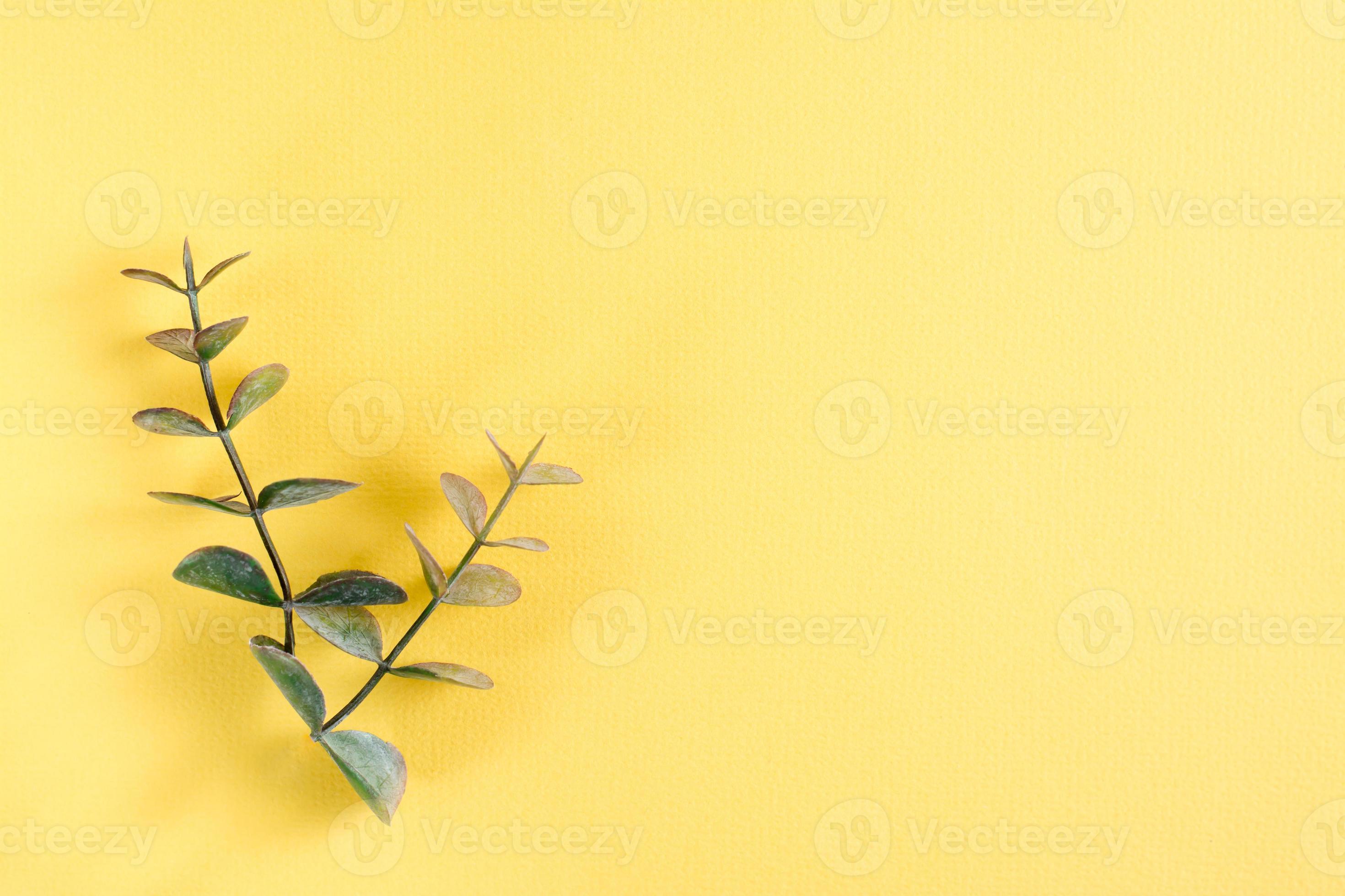 Two sprigs of eucalyptus on a yellow background. Natural mockup. Top