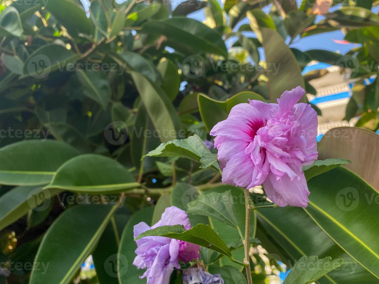 A beautiful purple natural delicate flower with petals grows on a bush with green leaves in a warm tropical southern country, background, texture photo