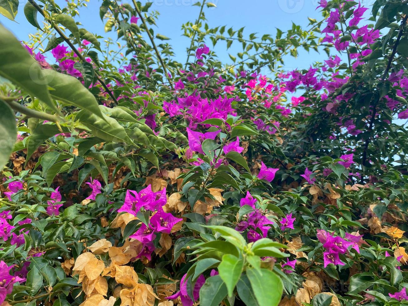 Beautiful ornamental flowering bushes with purple flowers and green leaves in a hotel landscaping in a warm tropical oriental country southern resort photo