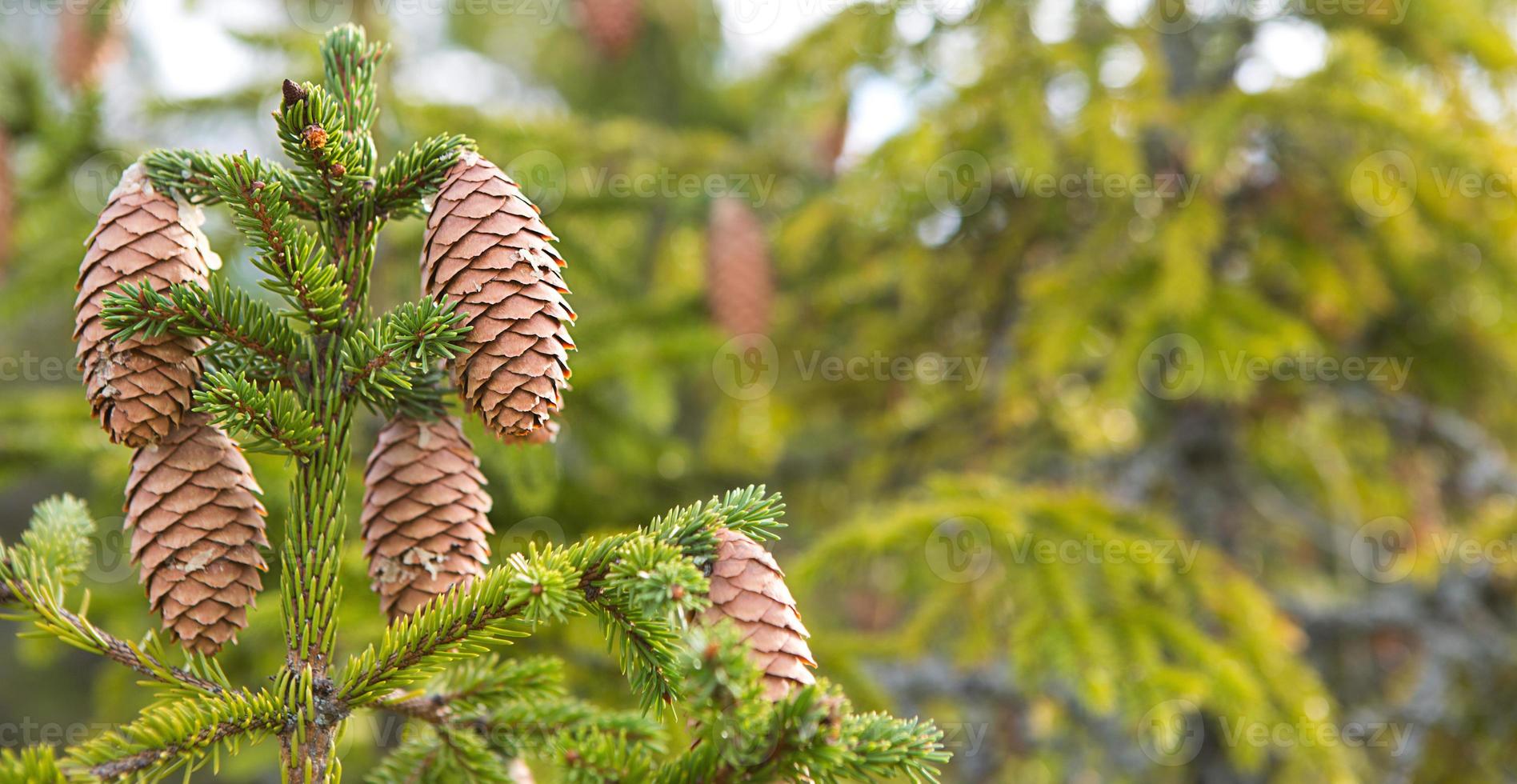 Pinecone on a spruce close-up on a natural green background. Christmas tree, evergreen coniferous, pine cones with resin. New Year. Christmas fair. Space for text. photo