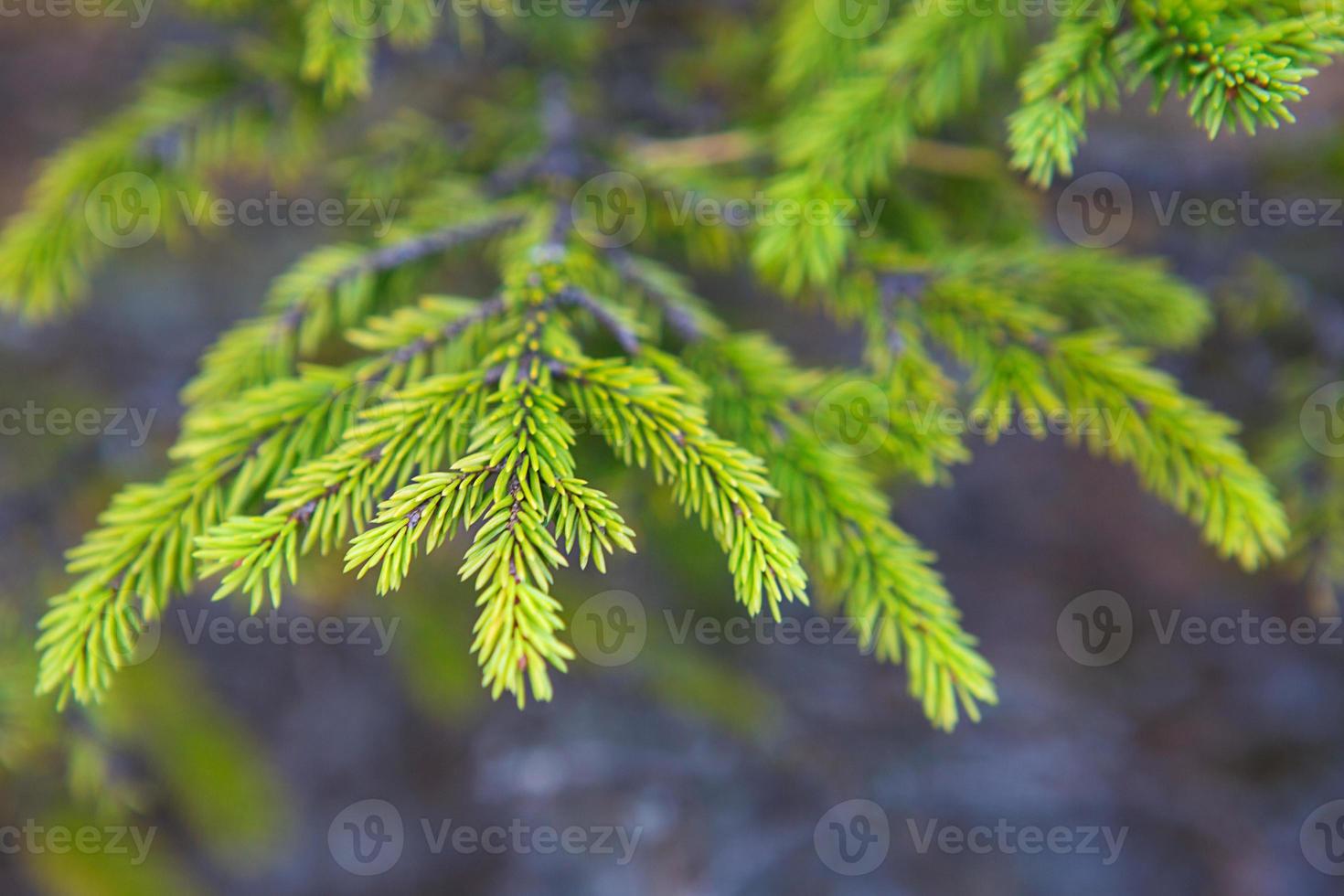 Spruce branch with short needles close-up. Natural background, green Christmas tree texture, pattern. Christmas, new year. Space for text. Selective focus photo