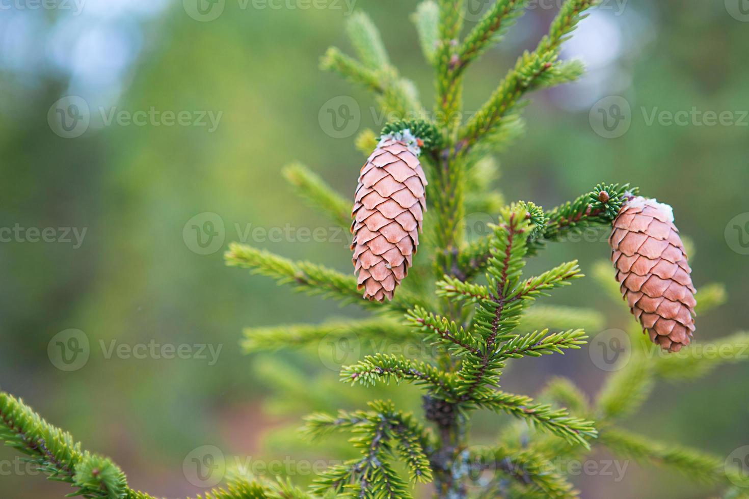 Pinecone on a spruce close-up on a natural green background. Christmas tree, evergreen coniferous, pine cones with resin. New Year. Christmas fair. Space for text. photo