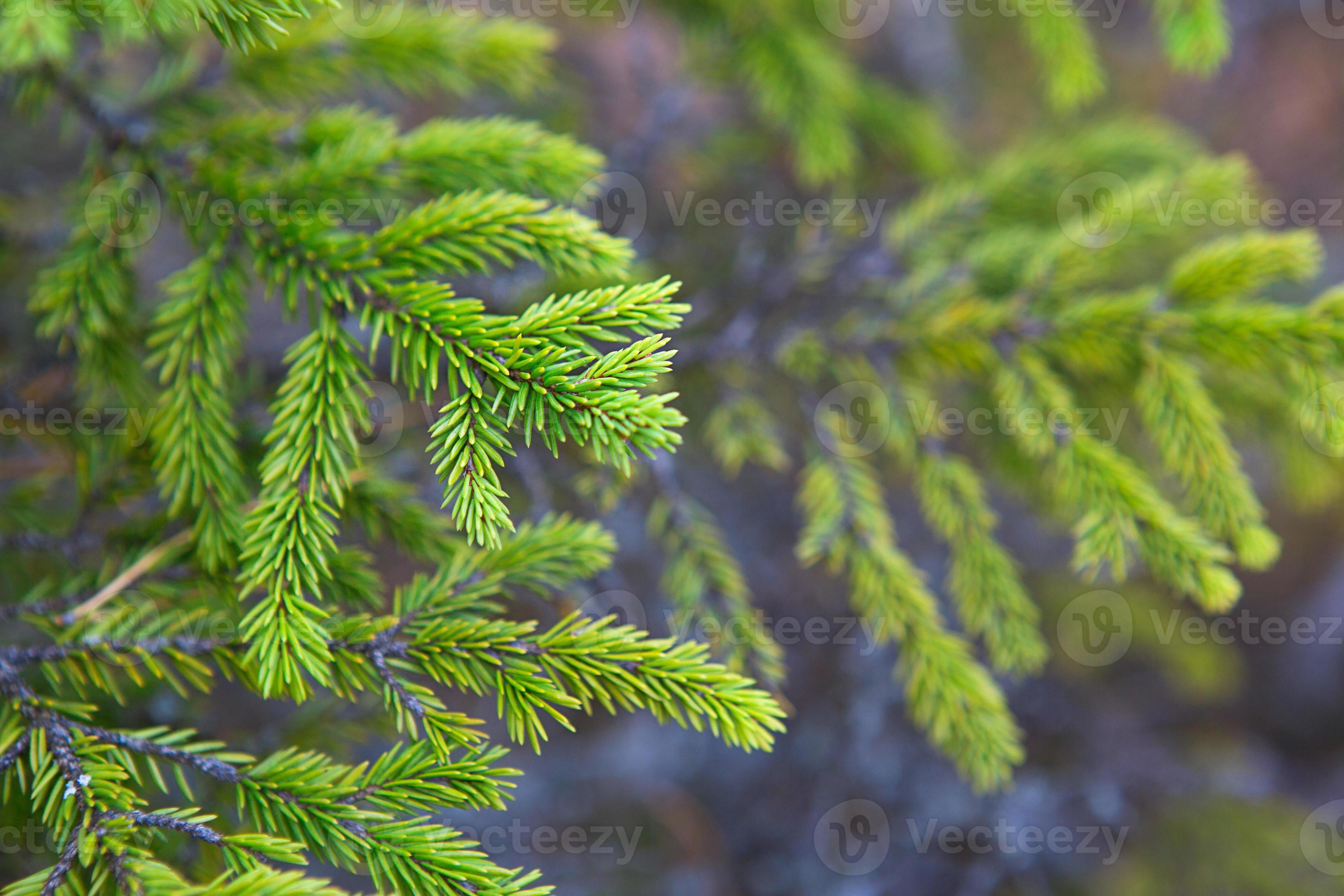 spruce tree leaves