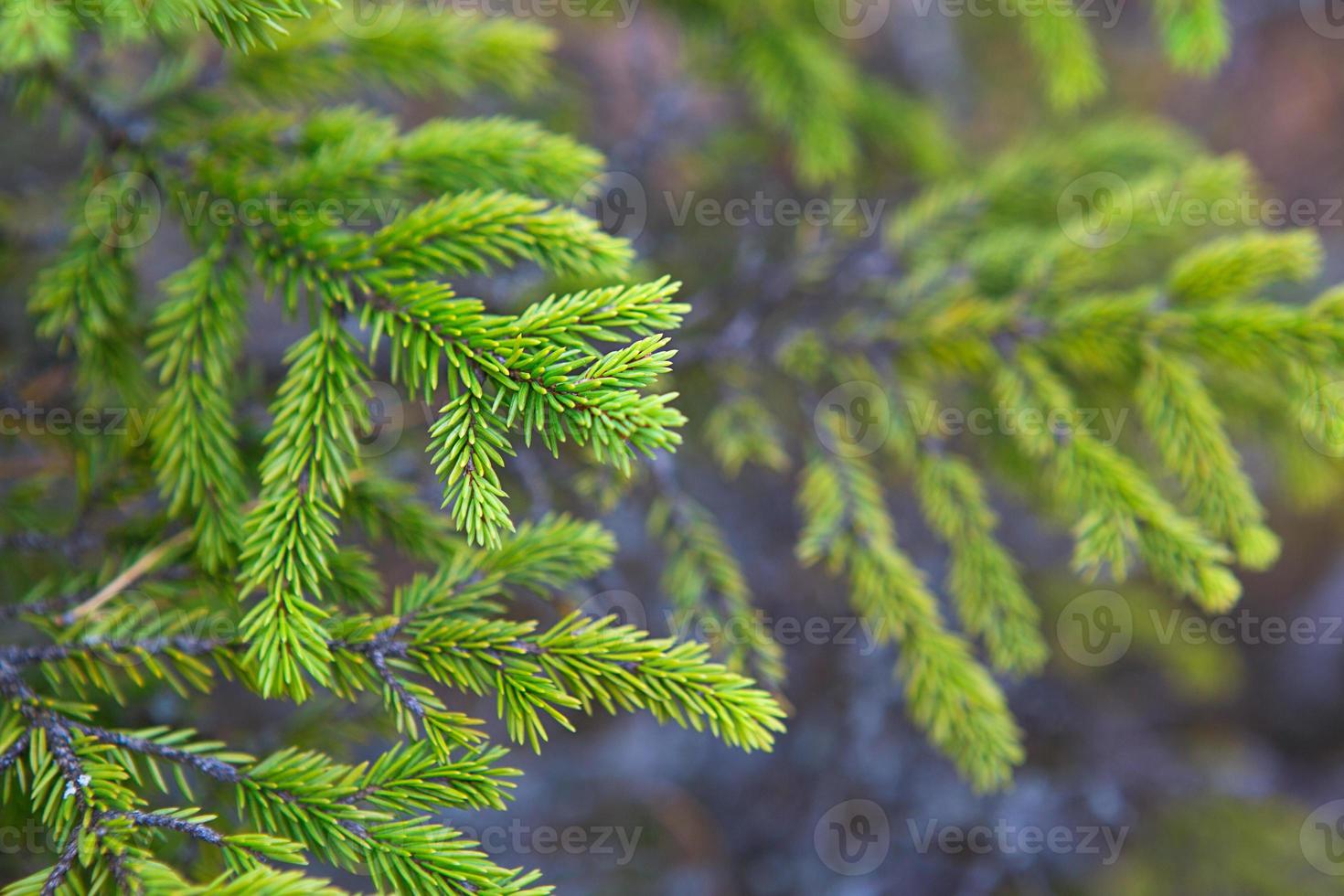Spruce branch with short needles close-up. Natural background, green Christmas tree texture, pattern. Christmas, new year. Space for text. Selective focus photo