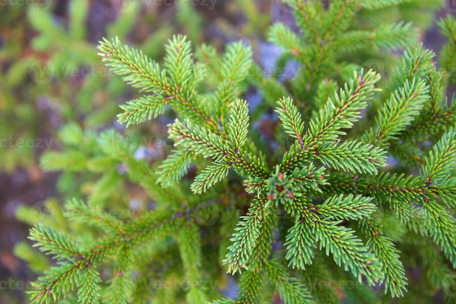 Spruce branch with short needles close-up. Natural background, green Christmas tree texture, pattern. Christmas, new year. Space for text. Selective focus photo