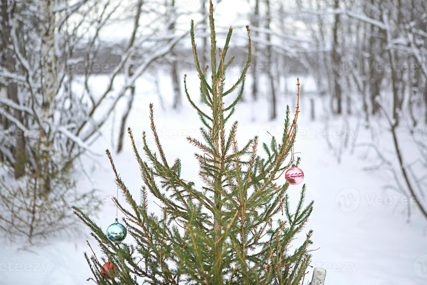 Live spruce decorated with Christmas glass balls in retro style on the background of a snowy forest. New year, winter landscape photo