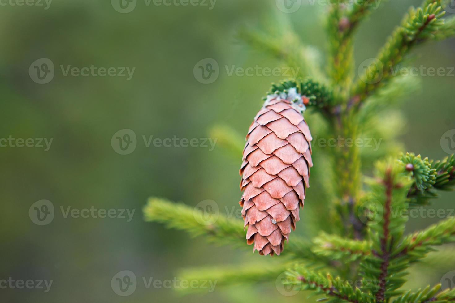Pinecone on a spruce close-up on a natural green background. Christmas tree, evergreen coniferous, pine cones with resin. New Year. Christmas fair. Space for text. photo