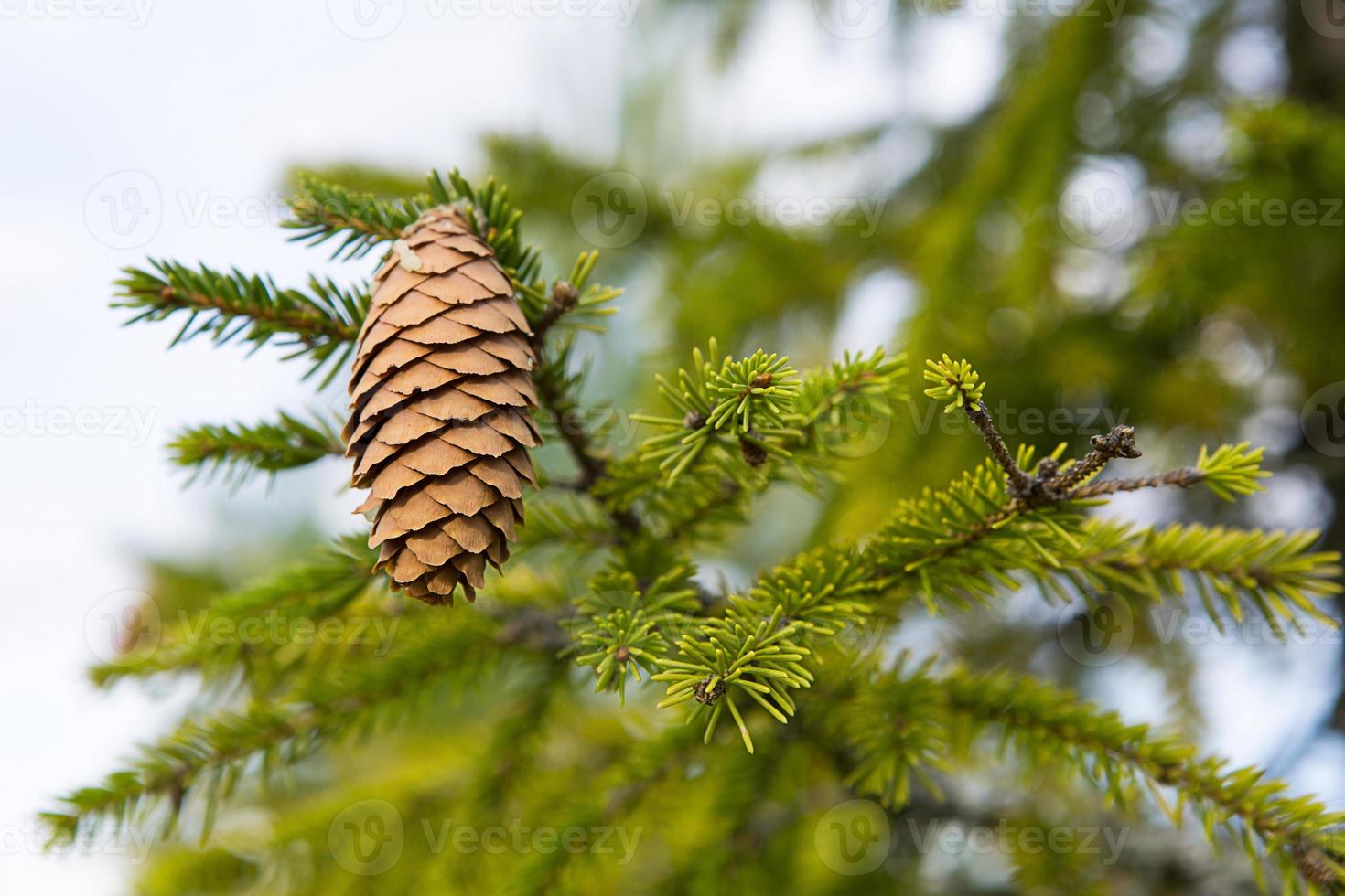 Pinecone on a spruce close-up on a natural green background. Christmas tree, evergreen coniferous, pine cones with resin. New Year. Christmas fair. Space for text. photo