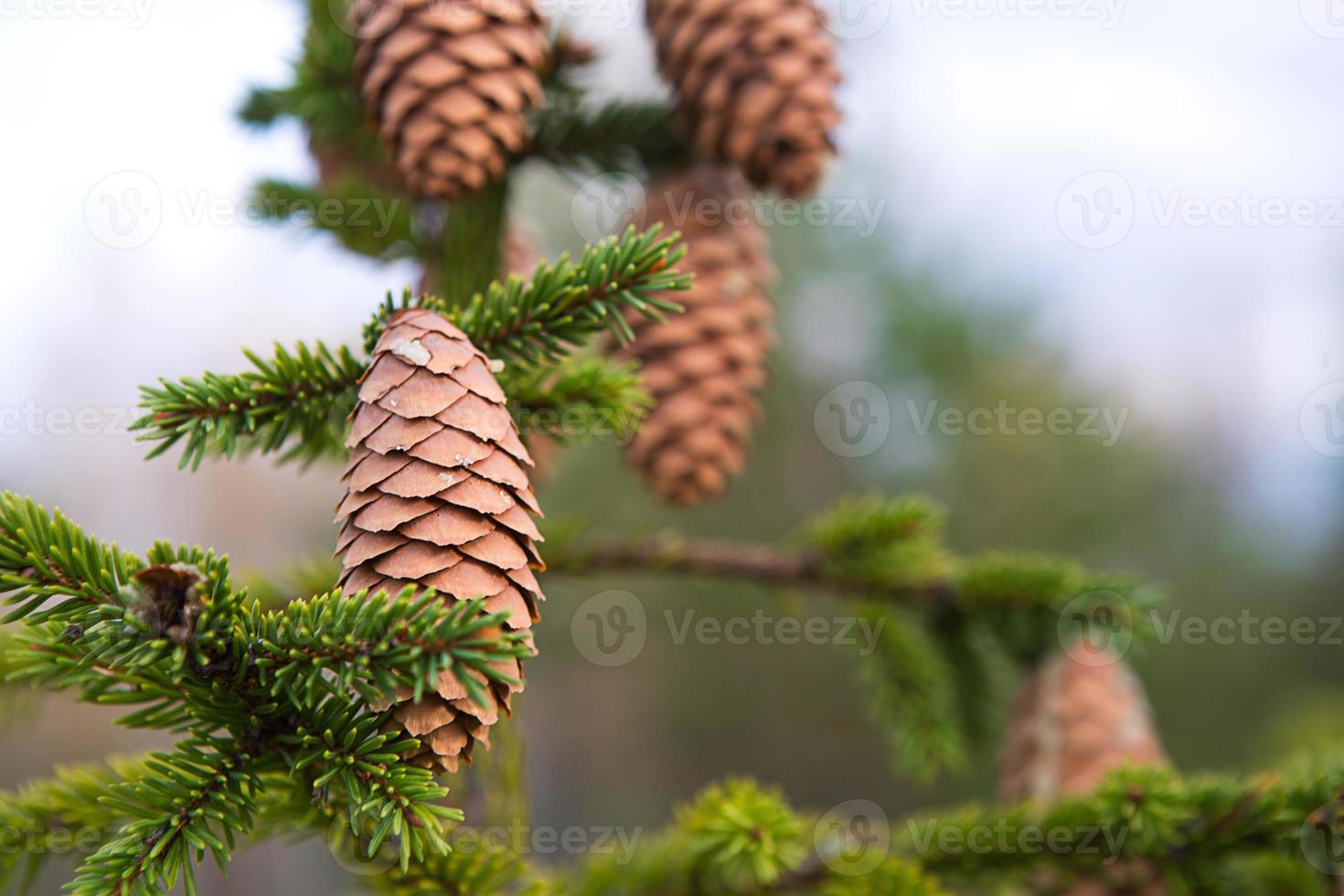 Pinecone on a spruce close-up on a natural green background. Christmas tree, evergreen coniferous, pine cones with resin. New Year. Christmas fair. Space for text. photo