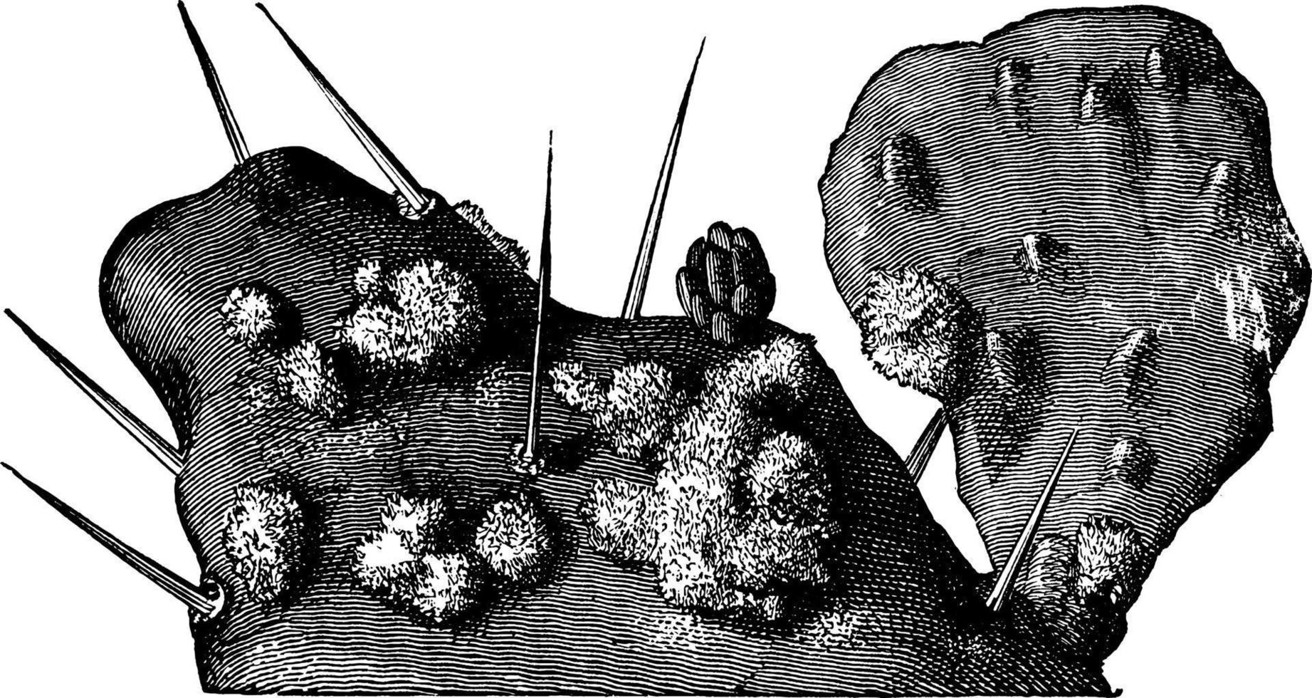 Cochineal, vintage illustration. vector