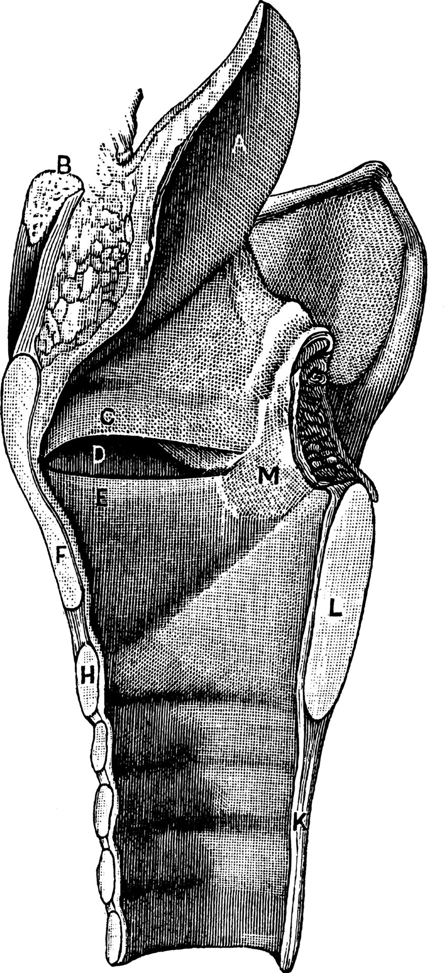 Vocal cords or Vocal folds, vintage illustration. 13732289 Vector Art