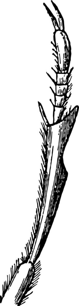 Front Leg of a Zophosis vintage illustration. vector