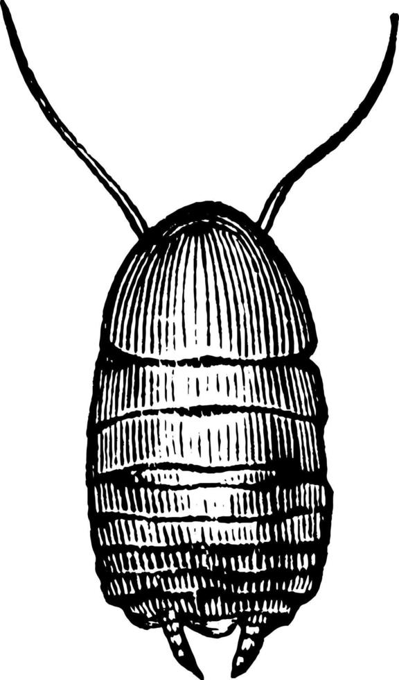 Cockroach, vintage illustration. vector