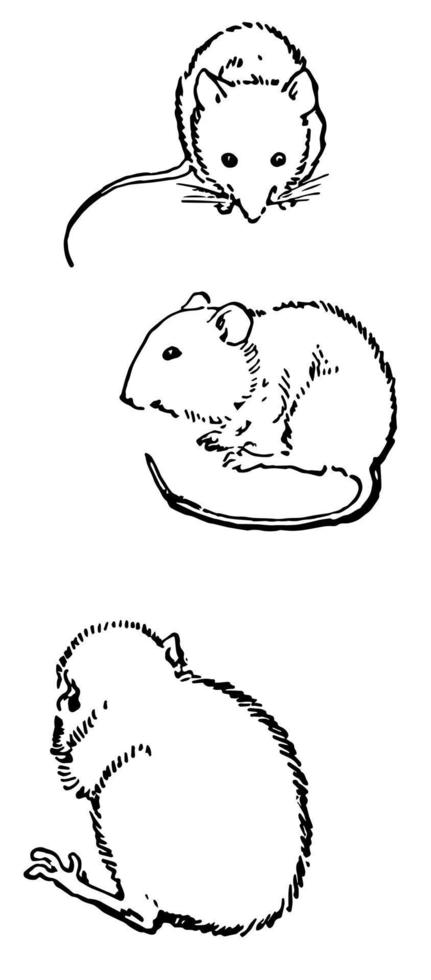 Mice sitting in this design, vintage engraving. vector