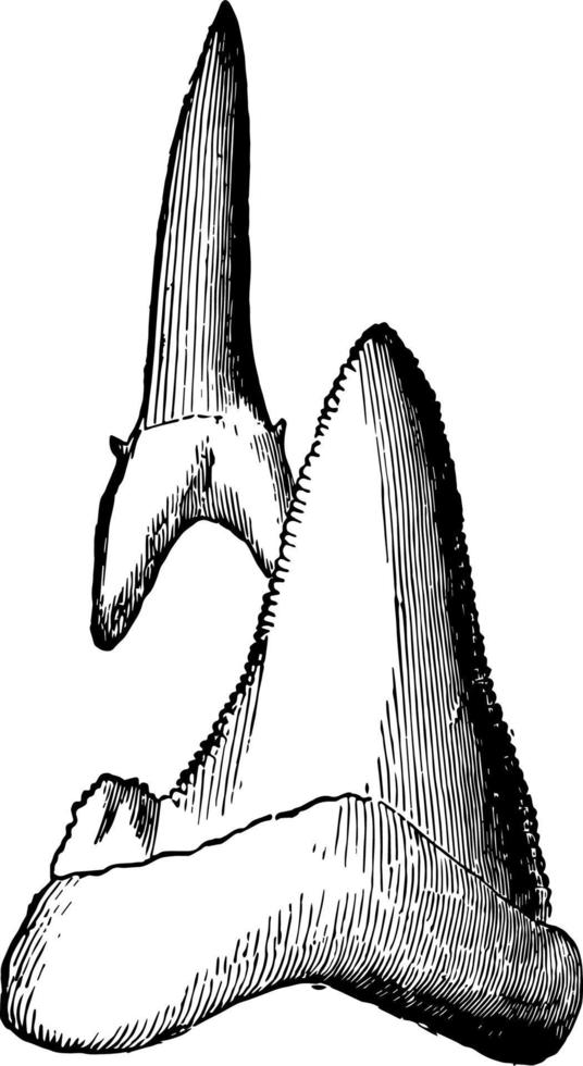 dientes de tiburón, ilustración vintage. vector