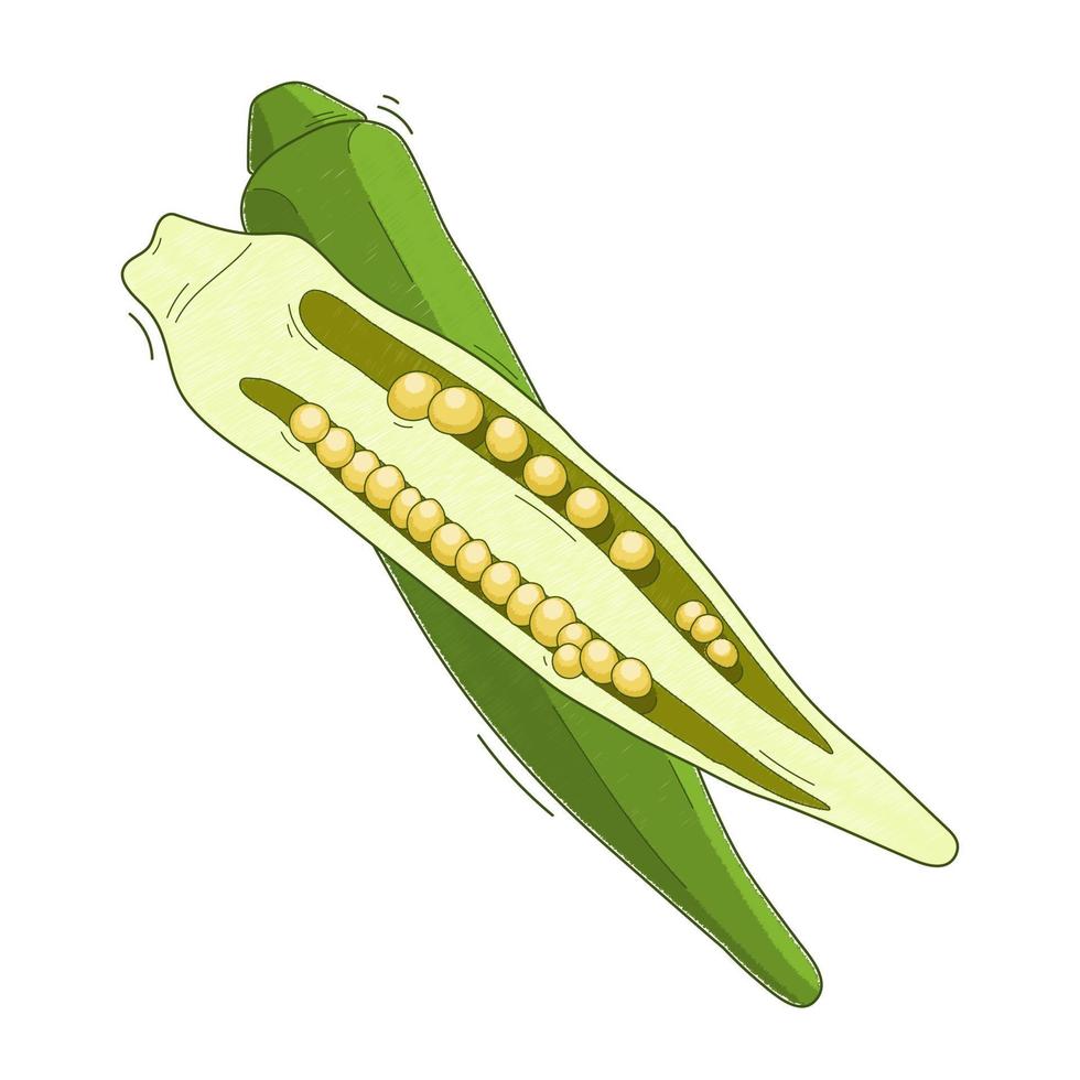 ilustración, vegetales abelmos okra gombo sobre fondo blanco vector