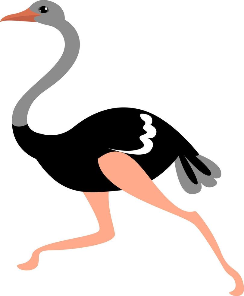 Ostrich running , illustration, vector on white background