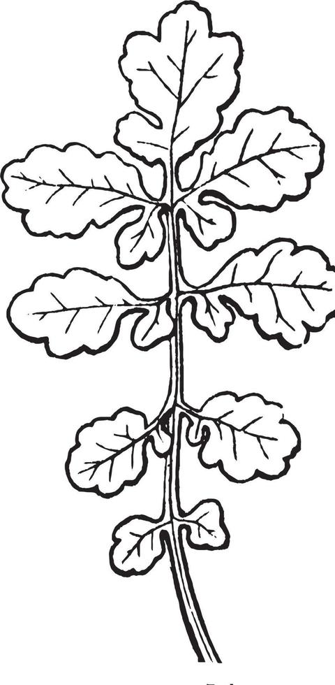 Cleft Leaf vintage illustration. vector