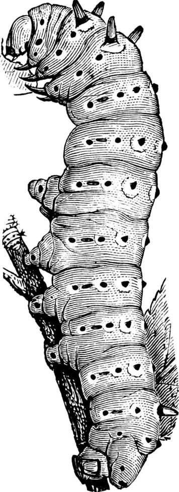 Silkworm, vintage illustration. vector