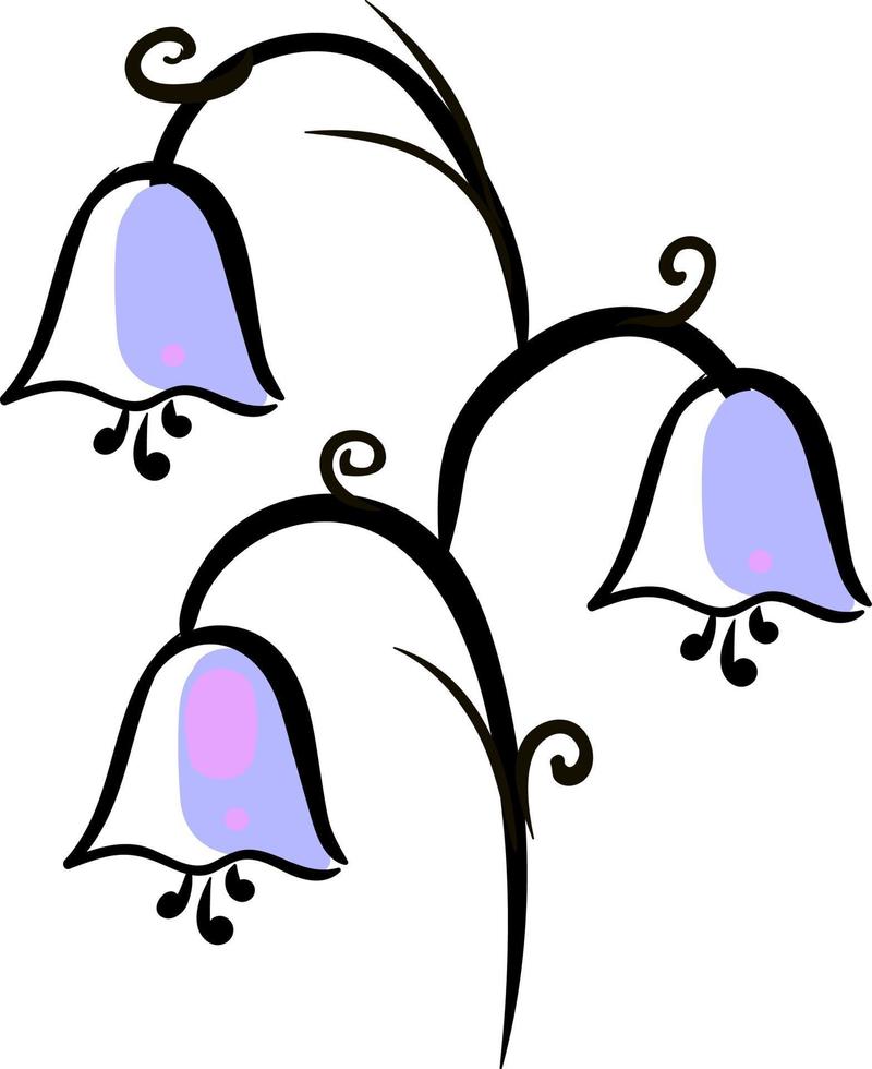 Bluebell drawing, illustration, vector on white background.