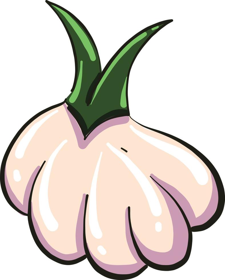 Small garlic, illustration, vector on white background.