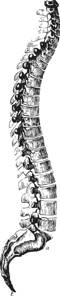 la columna vertebral, ilustración vintage. vector