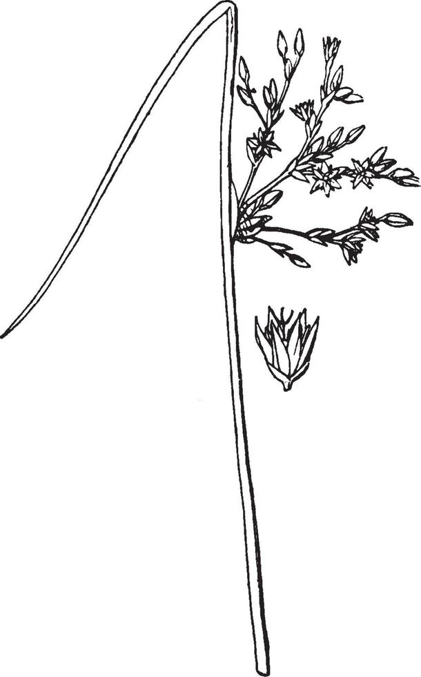 Juncus Glaucus vintage illustration. vector