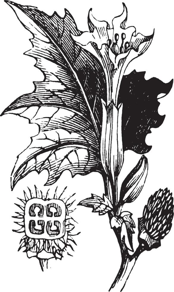 Thorn Apple vintage illustration. vector